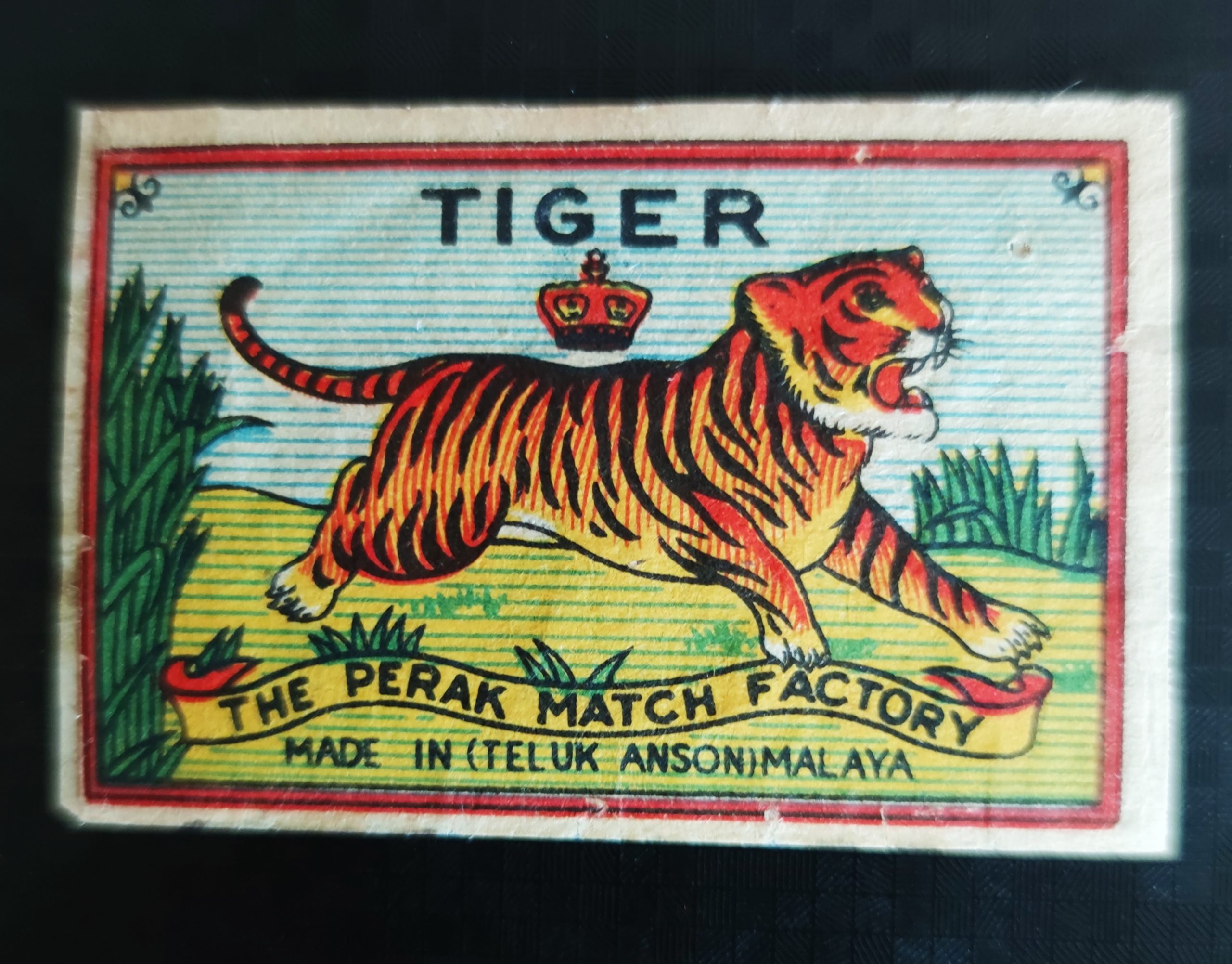 Tiger, 54 x 35 mm